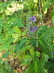 Haplanthodes verticillatus