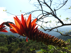Erythrina stricta