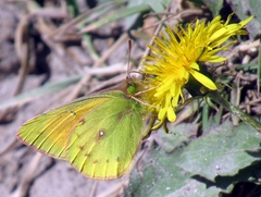 Colias euxanthe