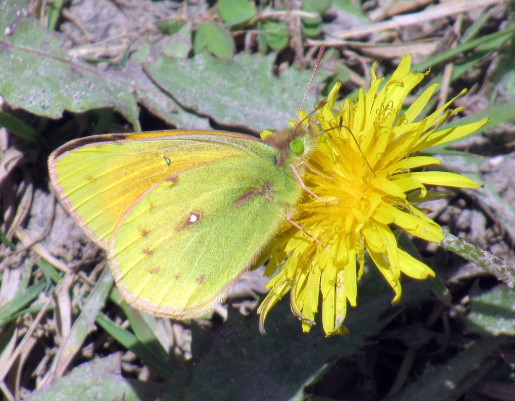 Puna Clouded Sulphur