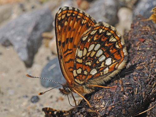 False Heath Fritillary, photo 2 of 8