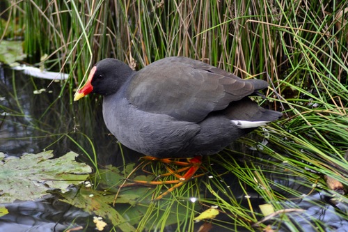 Dusky Moorhen, photo 2 of 8
