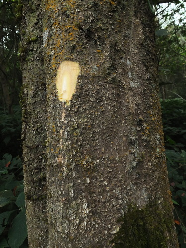 Image of Elaeocarpus munroi by (c) Siddarth Machado, some rights reserved (CC BY)