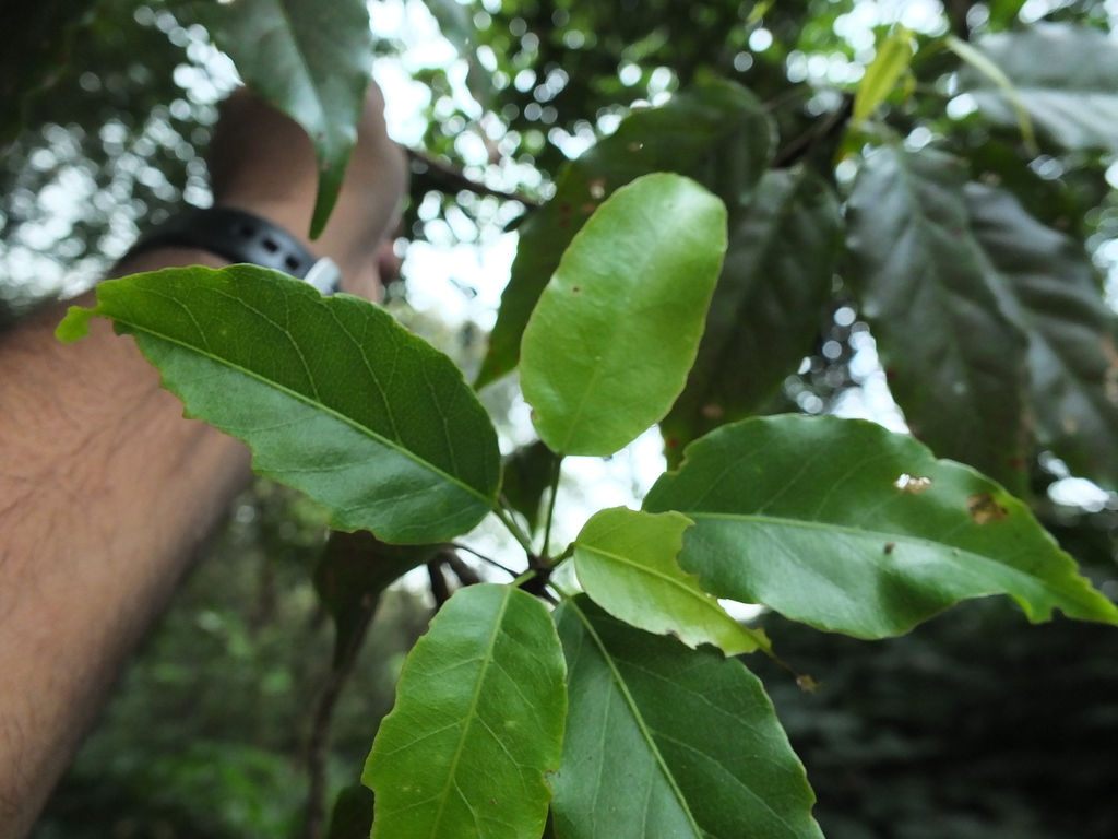 Munro's Marble Tree (Elaeocarpus munroi) - Botanical Realm