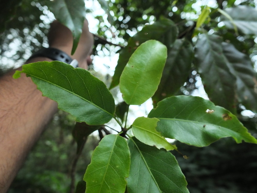 Image of Elaeocarpus munroi by (c) Siddarth Machado, some rights reserved (CC BY)