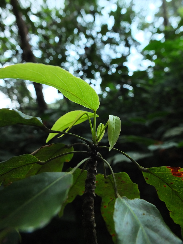 Munro's Marble Tree (Elaeocarpus munroi) - Botanical Realm