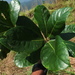Elaeocarpus tuberculatus - Photo (c) Siddarth Machado, algunos derechos reservados (CC BY), subido por Siddarth Machado