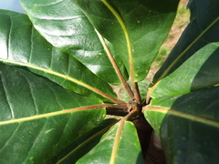 Elaeocarpus tuberculatus