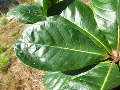 Elaeocarpus tuberculatus