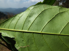 Elaeocarpus tuberculatus