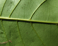 Elaeocarpus tuberculatus