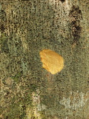 Elaeocarpus tuberculatus