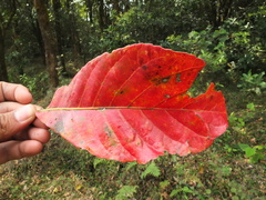 Elaeocarpus tuberculatus
