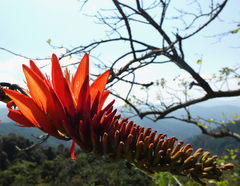 Erythrina stricta