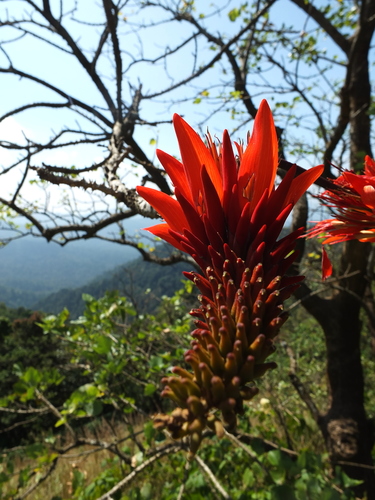 Image of Erythrina Stricta (Erythrina stricta) by (c) Siddarth Machado, some rights reserved (CC BY)