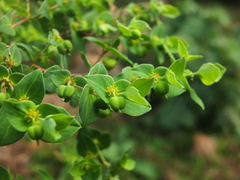Euphorbia rothiana