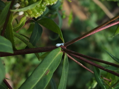 Euphorbia rothiana