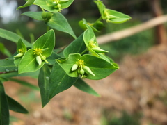 Euphorbia rothiana