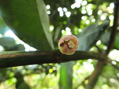 Garcinia talbotii