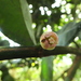 Garcinia talbotii - Photo 由 Siddarth Machado 所上傳的 (c) Siddarth Machado，保留部份權利CC BY