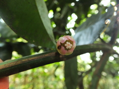 Garcinia talbotii