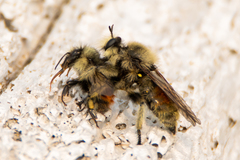 Laphria fernaldi