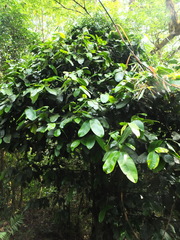 Garcinia talbotii