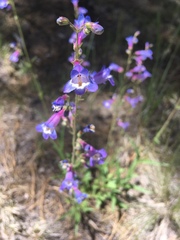 Penstemon oliganthus