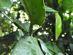 Garcinia talbotii