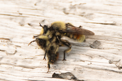 Laphria fernaldi