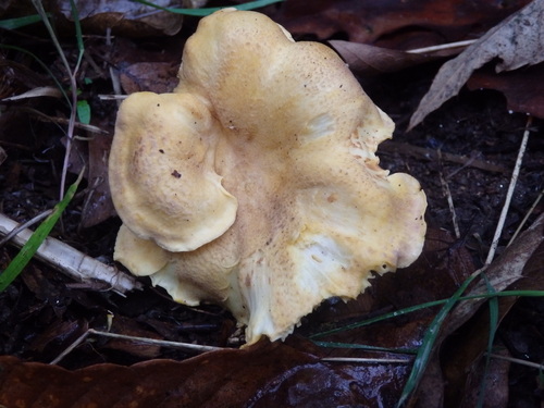 Cantharellus amethysteus — (c) Carminda Santos, some rights reserved (CC BY)