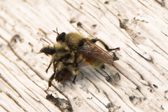 Laphria fernaldi