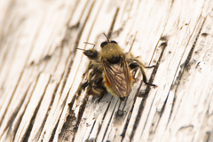 Laphria fernaldi