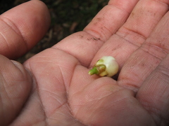 Garcinia talbotii
