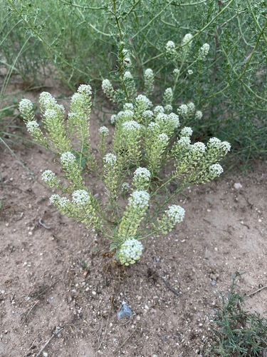 Image of Lepidium thurberi by (c) Susan Murphy, some rights reserved (CC BY)