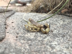 Anuroctonus phaiodactylus