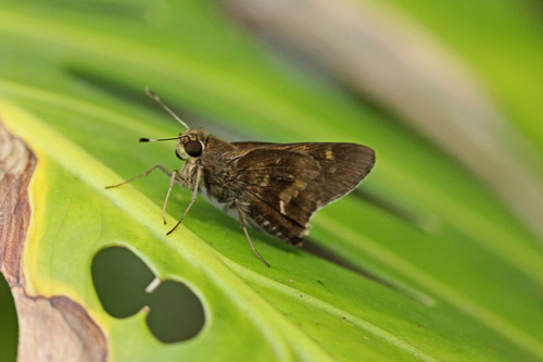 Cervara Skipper