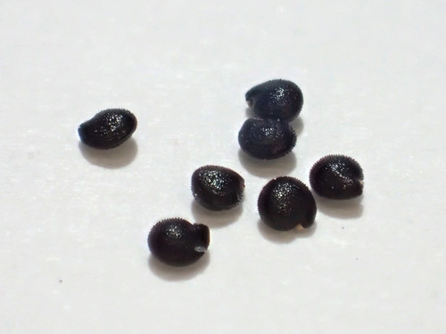 Jewels of Opar