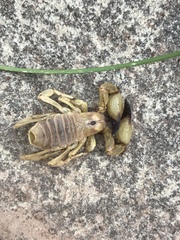 Anuroctonus phaiodactylus