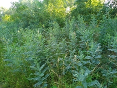 Sophora alopecuroides