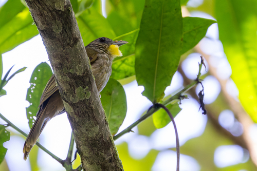 iNaturalist image