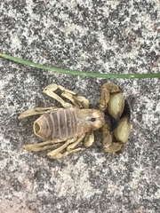 Anuroctonus phaiodactylus