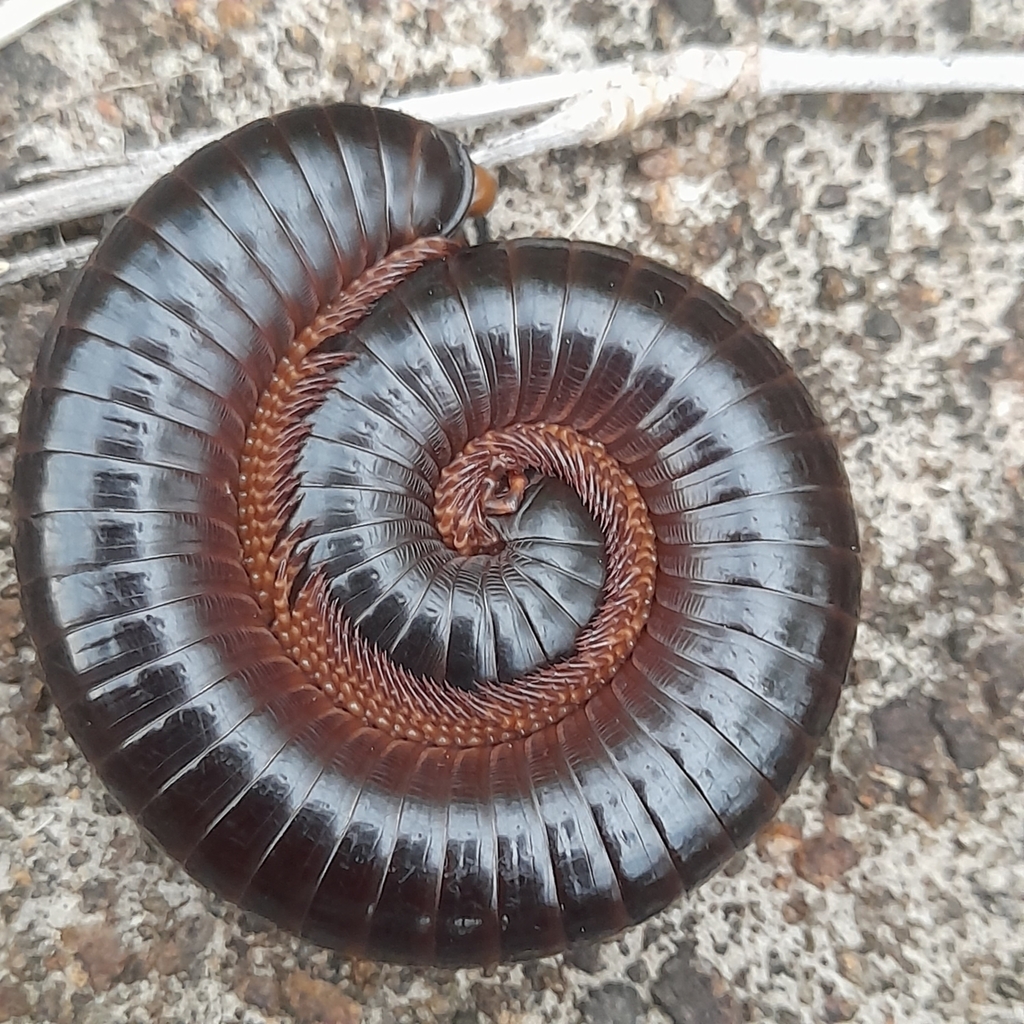 Doratogonus peregrinus
