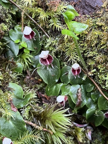 Corybas carinatus observed 2024-11-15
