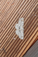 Iridopsis larvaria