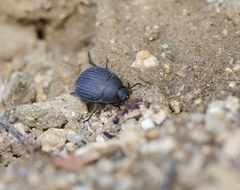 Eusattus reticulatus