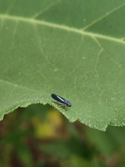 Graphocephala lugubris