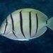 Convict Surgeonfish - Photo (c) Craig Fujii, some rights reserved (CC BY-NC-ND), uploaded by Craig Fujii