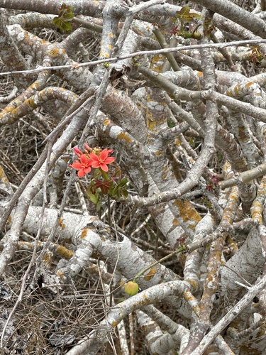 Jatropha nudicaulis