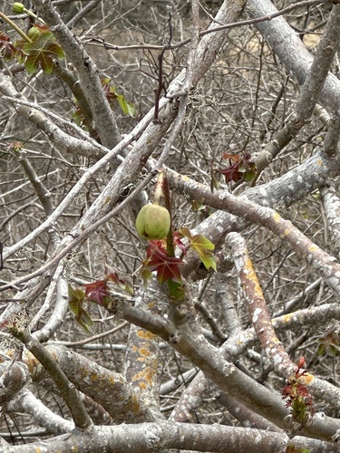 Jatropha nudicaulis, photograph 2
